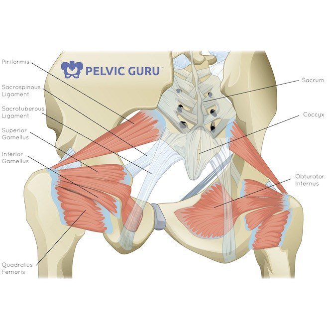 more than just pelvic floor muscles that influence how your pelvic are feels.
